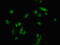 Cyclin Dependent Kinase Inhibitor 1C antibody, LS-C674959, Lifespan Biosciences, Immunofluorescence image 