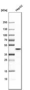 Mitochondrial Ribosomal Protein L37 antibody, HPA025826, Atlas Antibodies, Western Blot image 