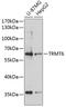 TRNA Methyltransferase 6 antibody, 23-812, ProSci, Western Blot image 