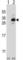 Clathrin Light Chain B antibody, abx027095, Abbexa, Western Blot image 