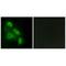 EPS8 Like 3 antibody, A13030, Boster Biological Technology, Immunohistochemistry frozen image 