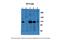 Intraflagellar Transport 122 antibody, 30-941, ProSci, Enzyme Linked Immunosorbent Assay image 