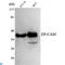 Epithelial Cell Adhesion Molecule antibody, LS-C812960, Lifespan Biosciences, Western Blot image 
