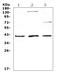 CD47 Molecule antibody, A00360-1, Boster Biological Technology, Western Blot image 