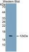 UDP-Glucose Ceramide Glucosyltransferase antibody, LS-C374203, Lifespan Biosciences, Western Blot image 