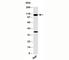 Toll Like Receptor 9 antibody, N1014-100UG, NSJ Bioreagents, Western Blot image 