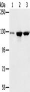 N-Acetyltransferase 10 antibody, TA350200, Origene, Western Blot image 