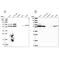 Torsin 1A Interacting Protein 1 antibody, NBP2-47402, Novus Biologicals, Western Blot image 