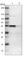 Heterogeneous Nuclear Ribonucleoprotein H2 antibody, HPA016884, Atlas Antibodies, Western Blot image 