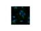 Lipoprotein Lipase antibody, MBS375080, MyBioSource, Immunocytochemistry image 
