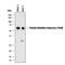 Prolyl 4-Hydroxylase Subunit Beta antibody, MAB4236, R&D Systems, Western Blot image 