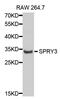 Sprouty RTK Signaling Antagonist 3 antibody, abx004784, Abbexa, Western Blot image 