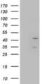 LAYN antibody, NBP2-01879, Novus Biologicals, Western Blot image 