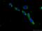 Beta-2-Microglobulin antibody, 13511-1-AP, Proteintech Group, Immunofluorescence image 