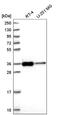 Sideroflexin 3 antibody, NBP2-56306, Novus Biologicals, Western Blot image 