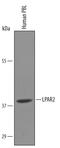 Lysophosphatidic acid receptor 2 antibody, AF6396, R&D Systems, Western Blot image 