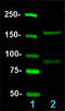 Glutamate Ionotropic Receptor NMDA Type Subunit 2A antibody, 832102, BioLegend, Western Blot image 