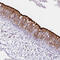 Dynein Axonemal Intermediate Chain 2 antibody, HPA050565, Atlas Antibodies, Immunohistochemistry frozen image 