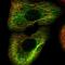 Keratin 15 antibody, NBP1-85603, Novus Biologicals, Immunofluorescence image 