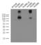 Leucine Rich Repeat Containing G Protein-Coupled Receptor 5 antibody, LS-C796968, Lifespan Biosciences, Western Blot image 