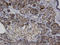 Ankyrin Repeat And SOCS Box Containing 8 antibody, LS-C134120, Lifespan Biosciences, Immunohistochemistry frozen image 