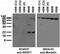 Receptor Accessory Protein 1 antibody, 73-313, Antibodies Incorporated, Western Blot image 