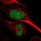 Aryl Hydrocarbon Receptor Nuclear Translocator Like 2 antibody, NBP2-55861, Novus Biologicals, Immunofluorescence image 