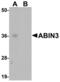 TNFAIP3 Interacting Protein 3 antibody, MBS151164, MyBioSource, Western Blot image 