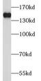 TBC1 Domain Family Member 1 antibody, FNab08509, FineTest, Western Blot image 