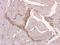 PPARG Coactivator 1 Alpha antibody, orb330094, Biorbyt, Immunohistochemistry paraffin image 