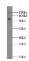GPRIN Family Member 3 antibody, FNab03616, FineTest, Western Blot image 