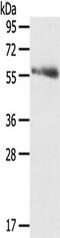 SRSF Protein Kinase 3 antibody, TA350460, Origene, Western Blot image 