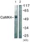 Calcium/Calmodulin Dependent Protein Kinase IV antibody, LS-B7641, Lifespan Biosciences, Western Blot image 