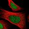 Zinc Finger Protein 707 antibody, HPA044991, Atlas Antibodies, Immunofluorescence image 