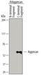 Aggrecan antibody, MAB64891, R&D Systems, Western Blot image 