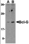 BCL2 Like 14 antibody, orb87295, Biorbyt, Western Blot image 