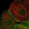 Tripartite Motif Containing 38 antibody, NBP1-87126, Novus Biologicals, Immunofluorescence image 