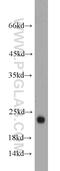 Glycolipid Transfer Protein antibody, 10850-1-AP, Proteintech Group, Western Blot image 