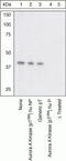 Aurora A antibody, 44-1210G, Invitrogen Antibodies, Western Blot image 