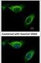 Mitogen-Activated Protein Kinase Kinase 2 antibody, PA5-27635, Invitrogen Antibodies, Immunofluorescence image 