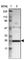 NADH:Ubiquinone Oxidoreductase Core Subunit V2 antibody, HPA003404, Atlas Antibodies, Western Blot image 