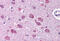 BR Serine/Threonine Kinase 1 antibody, MBS240780, MyBioSource, Immunohistochemistry frozen image 
