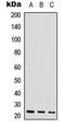 DNA-directed RNA polymerase III subunit H antibody, LS-C368615, Lifespan Biosciences, Western Blot image 