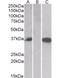 CMA1 antibody, orb125014, Biorbyt, Western Blot image 