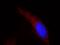 Heat Shock Protein Family D (Hsp60) Member 1 antibody, 66041-1-Ig, Proteintech Group, Immunofluorescence image 