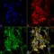 Citrulline antibody, LS-C775579, Lifespan Biosciences, Immunocytochemistry image 