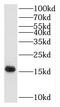 RNA Polymerase II Subunit H antibody, FNab06624, FineTest, Western Blot image 