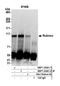 Rubicon Autophagy Regulator antibody, NBP1-30461, Novus Biologicals, Western Blot image 