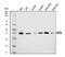 Growth Hormone Inducible Transmembrane Protein antibody, A11256-1, Boster Biological Technology, Western Blot image 