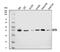 Growth hormone-inducible transmembrane protein antibody, A11256-1, Boster Biological Technology, Western Blot image 